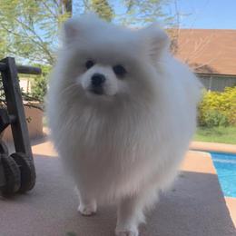 Pomeranians from Migo Poms