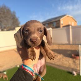 Lexi - Fawn (Isabella) female Dachshund puppy in Victorville, California from Wirz’s Weens