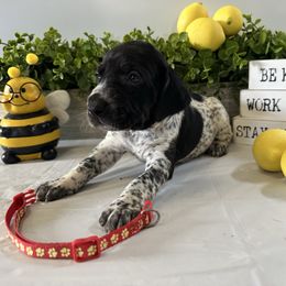 Red - Black and white male German Shorthaired Pointer puppy in Newton Grove, North Carolina from Wayalife Labradors & Gsp’s