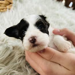 Buddy - male Havapoo puppy in Natural Bridge, Virginia from Rockbridge Puppies