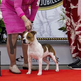 Staffordshire Bull Terriers from KnowJokes Staffordshire Bull Terriers