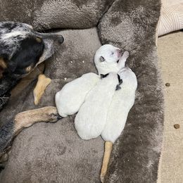 Australian Cattle Dog Puppies from Kentucky bluegrass blue healer
