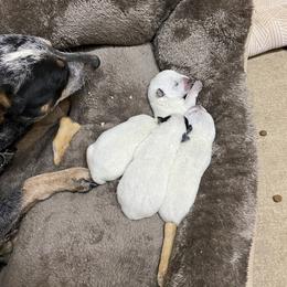 Australian Cattle Dog Puppies from Kentucky bluegrass blue healer