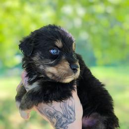 Starling - Black tri-color male Australian Shepherd puppy in London, Kentucky from Kenmont Kennels