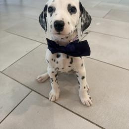 Jasmin ACA LUA - White and black female Dalmatian puppy in Queen Creek, Arizona from Lala's Polka Dots