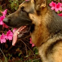 German Shepherds from S’Brie’s German Shepherd Dogs