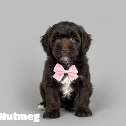 Nutmeg with training - Brown and white male Cockapoo puppy in Boonville, North Carolina from Doods & Dolls