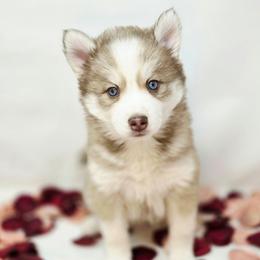 Aurora SALE 3900 - Chocolate female Pomsky puppy in Christiana, Tennessee from Smoky Mountain Pomskies