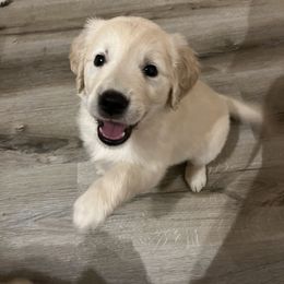 Golden Retriever Puppies from Mia Ragazza Golden Retrievers