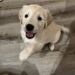 Golden Retriever Puppies from Mia Ragazza Golden Retrievers