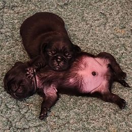 Pug Puppies from Pugs and Kisses from Kansas