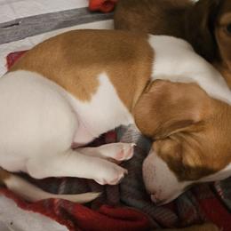 Dachshund Puppies from Dog Crick Daschunds