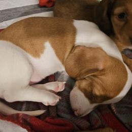 Dachshund Puppies from Dog Crick Daschunds