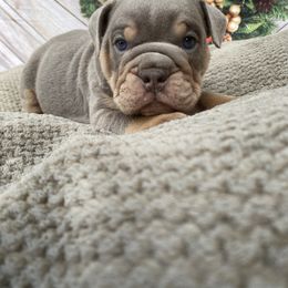 McJagger - Lilac tri-color male Bulldog puppy in Marysville, Washington from English Bulldogs WA