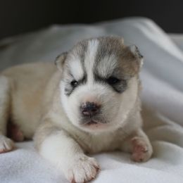Sawyer - Sable and white male Siberian Husky puppy in Wiscasset, Maine from Running with Huskies