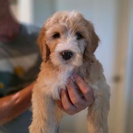 Katie - purple - Apricot female Goldendoodle puppy in Phoenix, Arizona from Kerri's Goldendoodles