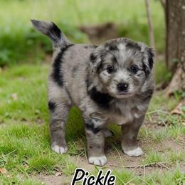 Pickle - Blue merle male Aussiedoodle puppy in Lebanon, Oregon from Abbott Family Farm