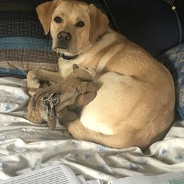 Mae - Labrador Retriever