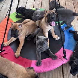 Cane Corso Puppies from Whiskey Stones Cane Corso