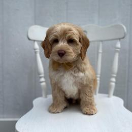 Wave - Caramel male Australian Labradoodle puppy in Belding, Michigan from Rutu Australian Labradoodles