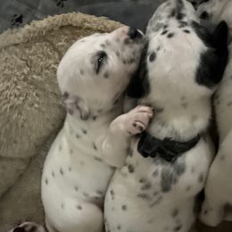 Girl 5 - White and black female Dalmatian puppy in Fontana, California from Maldonado's Dalmatians