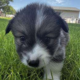 Shepherd - Sable male Pembroke Welsh Corgi puppy in Elberta, Utah from 3F Farms- Pembroke Welsh Corgis and Irish Wolfhounds