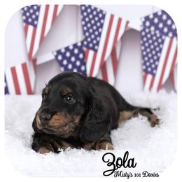 Black Tan Brindle - 2200 AKC Registered - Black and tan female Dachshund puppy in Graceville, Florida from Misty's 101 Doxies