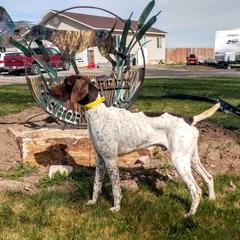 German Shorthaired Pointer All Grown Up from Moody Creek Kennel