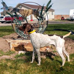 German Shorthaired Pointer All Grown Up from Moody Creek Kennel