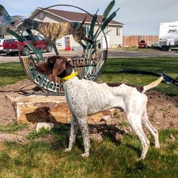 German Shorthaired Pointer All Grown Up from Moody Creek Kennel