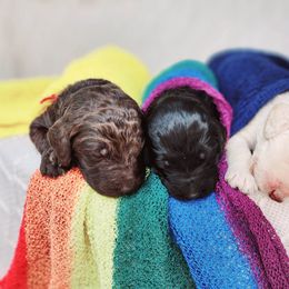 Goldendoodle Puppies from Lucky's Doodlez