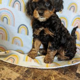 Aussiedoodle, Australian Shepherd, Bernedoodle, Cockapoo, and Poodle Puppies from Sis' Doodles & Poodles