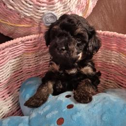 Phil - Black male Maltipoo puppy in Sidney, Maine from Snow Pond Farm