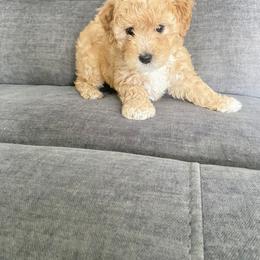 Bichon Frise and Cockapoo Puppies from The Perks of Pups