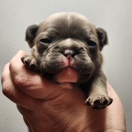French Bulldog Puppies from Honey Hole Frenchies