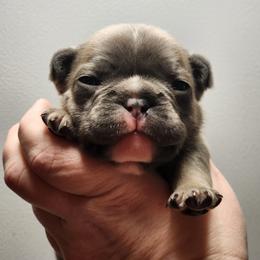 French Bulldog Puppies from Honey Hole Frenchies