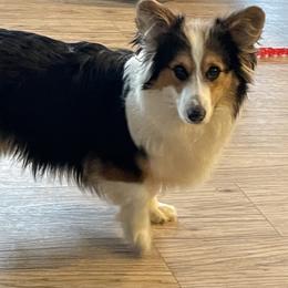 Winston - Pembroke Welsh Corgi