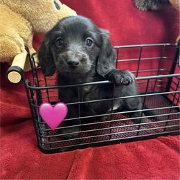 Mania - Black female Dachshund puppy in Huntington, Arkansas from Rockstar.Weiners