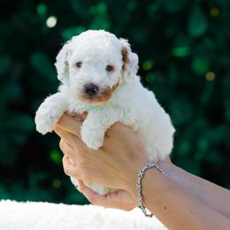 Bruno - Parti male Goldendoodle puppy in Fort Myers, Florida from Corgis & Doodles