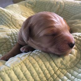 Goldendoodle and Labradoodle Puppies from Davis Doodles