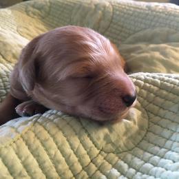 Goldendoodle and Labradoodle Puppies from Davis Doodles