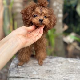 Yooki - Poodle