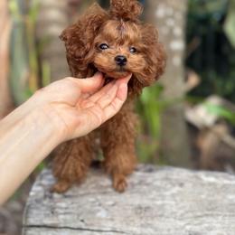 Yooki - Poodle