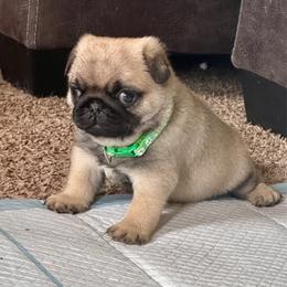 Green - Fawn male Pug puppy in Baylis, Illinois from Cameo's Pugs