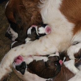 Saint Bernard Puppies from Amber's Saint Bernards