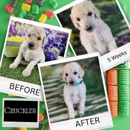 Chuckles - Cream Poodle puppy in Mcbain, Michigan from Northern Creek