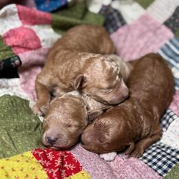 Girl 3 - Red  female Goldendoodle puppy in Belgreen, Alabama from Scott’s Farm Poodles and Doodles