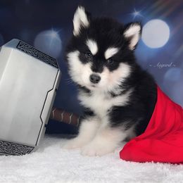 Orange collar M - Alaskan Malamute puppy in Spokane, Washington from Asgard Wooly Malamutes