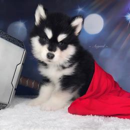 Orange collar M - Alaskan Malamute puppy in Spokane, Washington from Asgard Wooly Malamutes