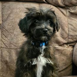 Scout - Black and white male Chinese Crested puppy in Clarksville, Tennessee from Andrews Chinese Cresteds and Euro Bassets
